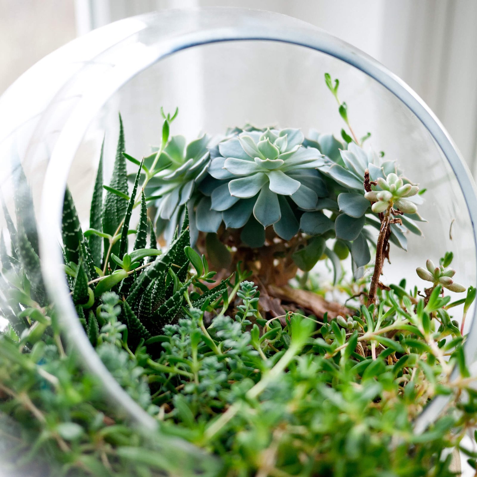 Terrarium Plants