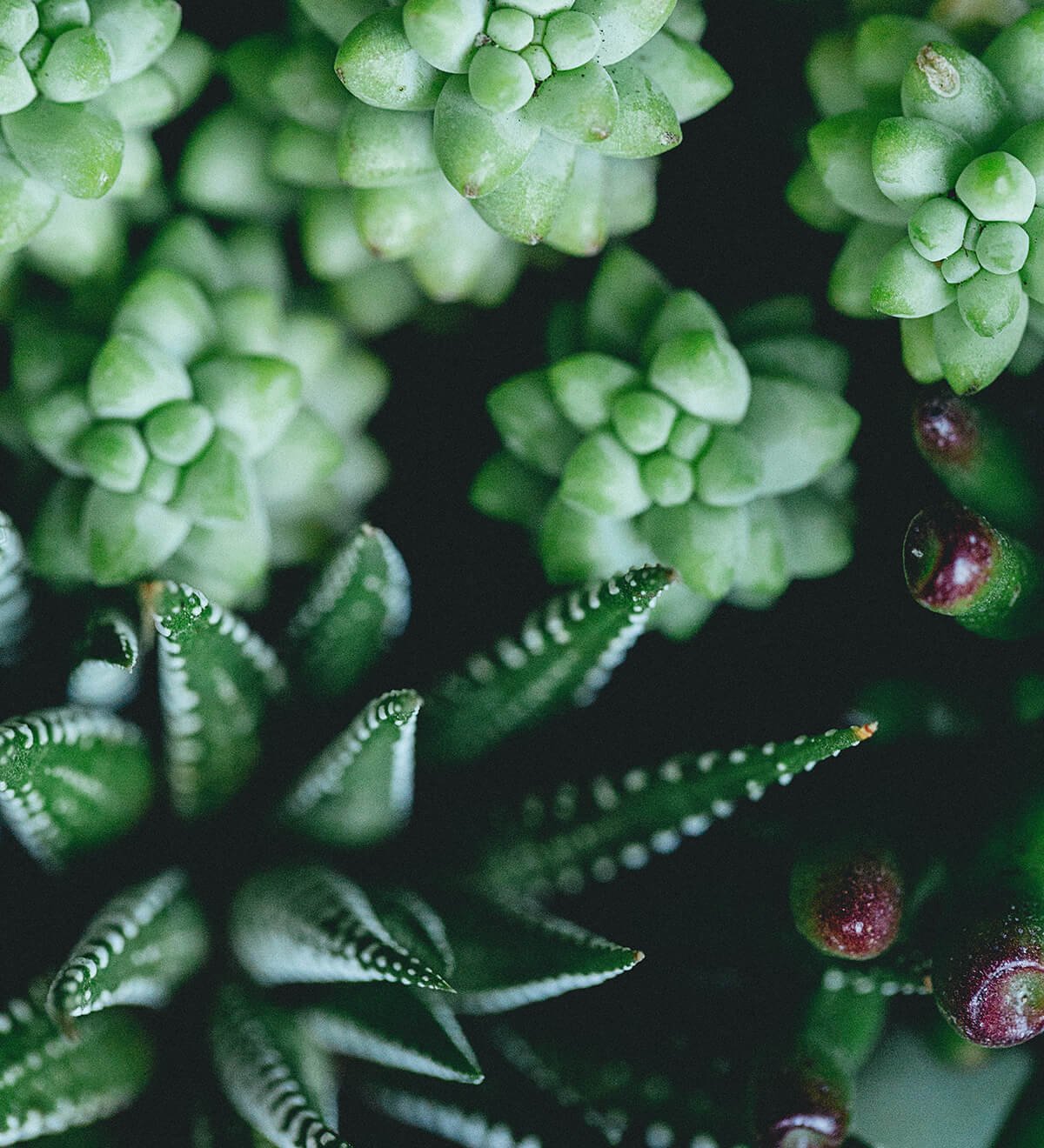 Haworthia